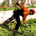 Bosbouw